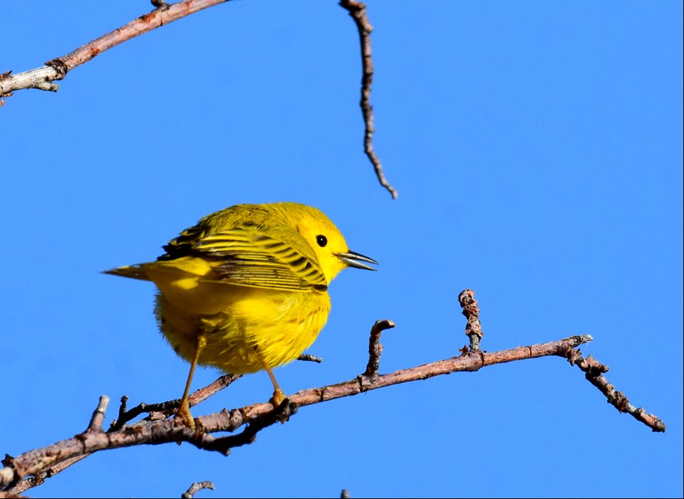 Yellow warbler on Seedskadee National Wildlife Refuge