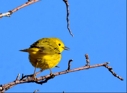 Yellow warbler on Seedskadee National Wildlife Refuge