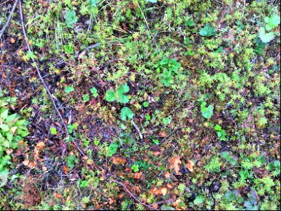 2021 USFWS Fire Employee Photo Contest Category: Fire in Sensitive Habitat