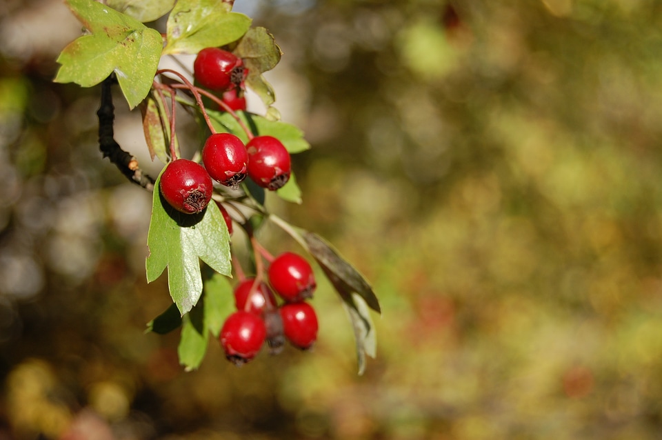 Nature plant foliage