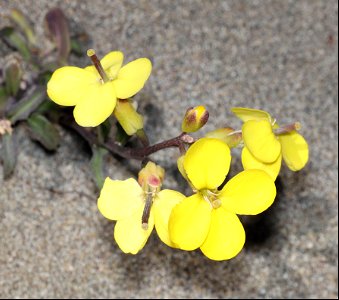 Diplotaxis tenuifolia (Perennial wallrocket) (05-04-2022) south tolowa dunes state park, del norte co, ca -01