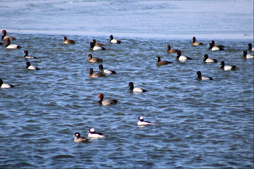 Waterfowl Lake Andes National Wildlife Refuge South Dakota