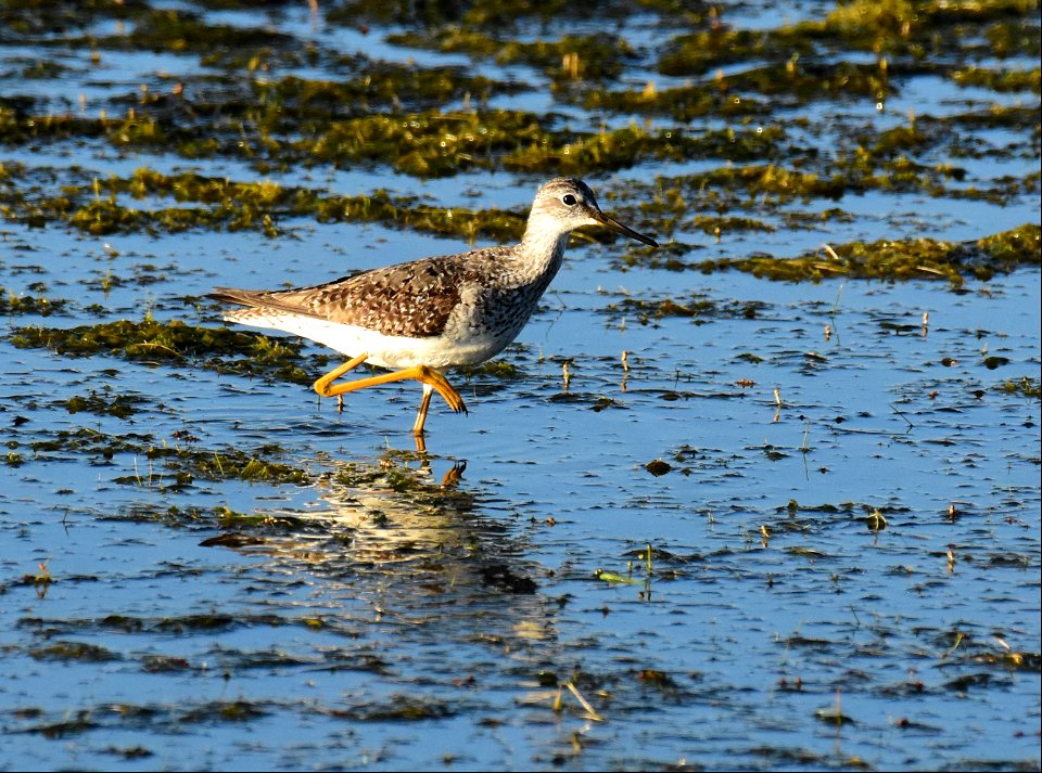 Greater yellowlegs at Seedskadee National Wildlife Refuge Wyoming