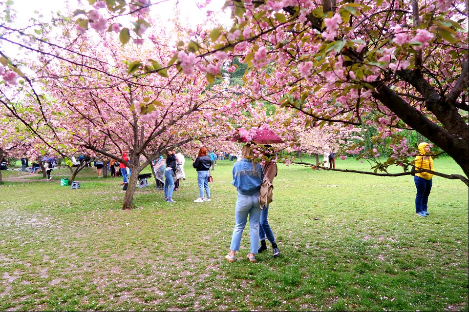 japanes_garden_rain_Herastrau (79)