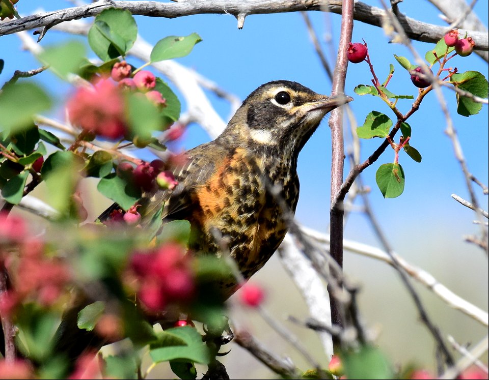 American robin at Seedskadee National Wildlife Refuge