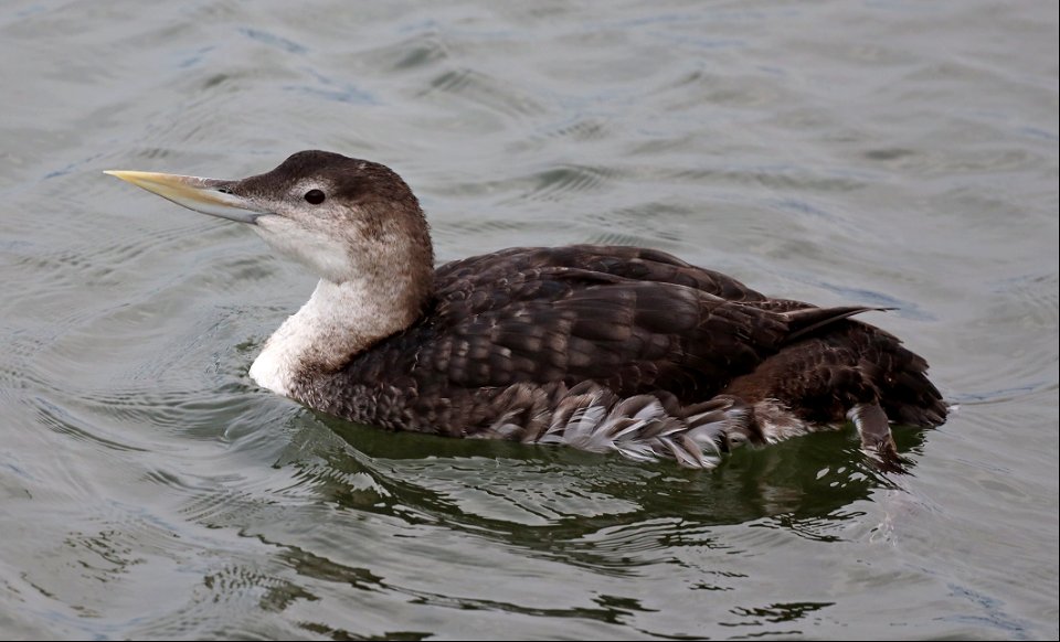 094 - YELLOW-BILLED LOON (10-23-2021) adult basic, crescent city harbor, del norte co, ca -01