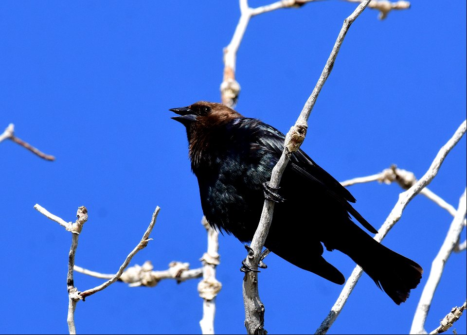 Brown headed cowbird on Seedskadee National Wildlife Refuge
