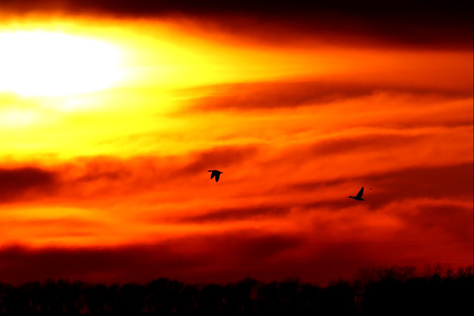 Spring Waterfowl at Sunset Huron Wetland Management District