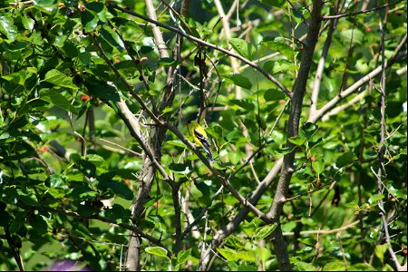 American Goldfinch in Mulberry Tree