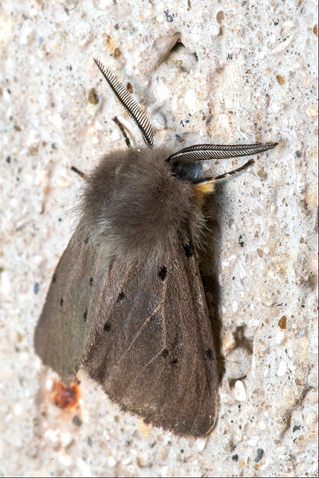 Diaphora mendica (Clerck, 1759)