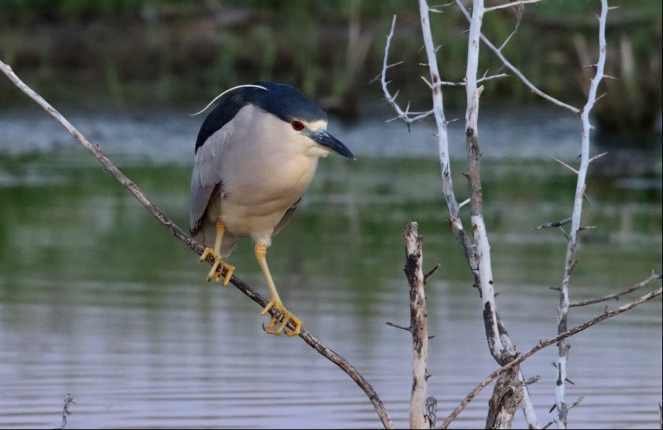 Black-crowned Night Heron Huron Wetland Management District South Dakota