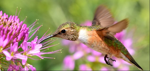 Rufous hummingbird at Seedskadee National Wildlife Refuge