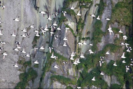 Murres Flying
