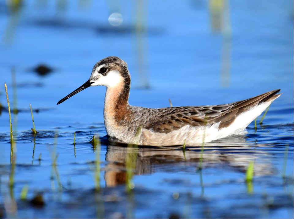 Wilson's phalarope at Seedskadee National Wildlife Refuge