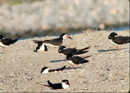 Black skimmers resting on the retaining wall at the north ferry slip