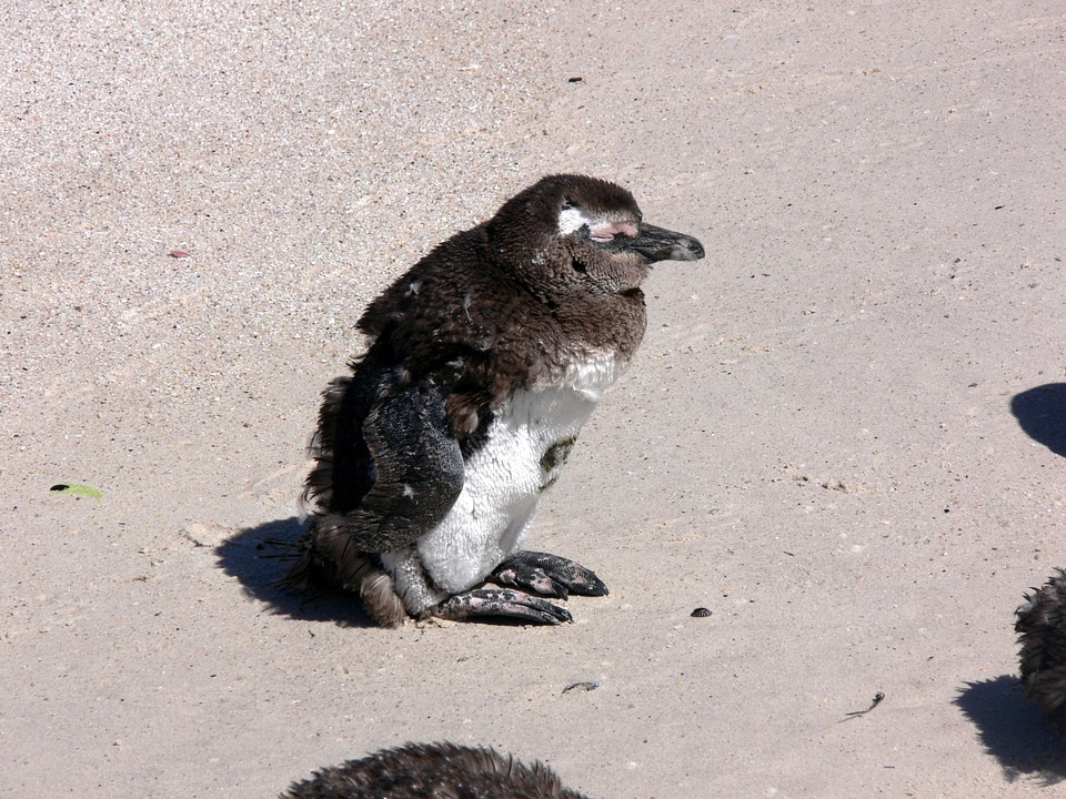 Penguin simon town south africa