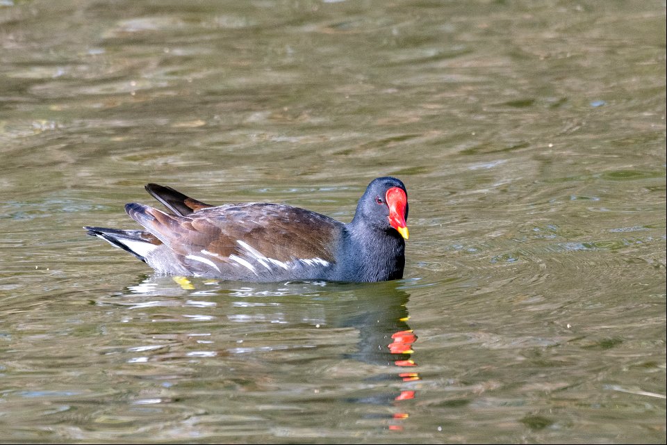 Gallinula chloropus (Linnaeus, 1758)