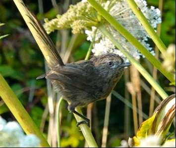 716 - WRENTIT (08-28-2022) south point st george, del norte co, ca -03