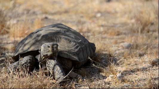 Desert Tortoise Compilation photo