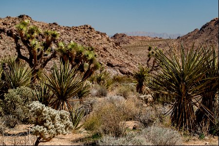 Yuccas and Chollas photo