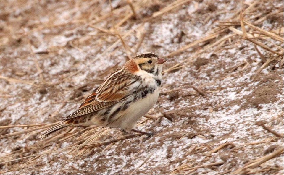 Lapland Longspur Huron Wetland Management District