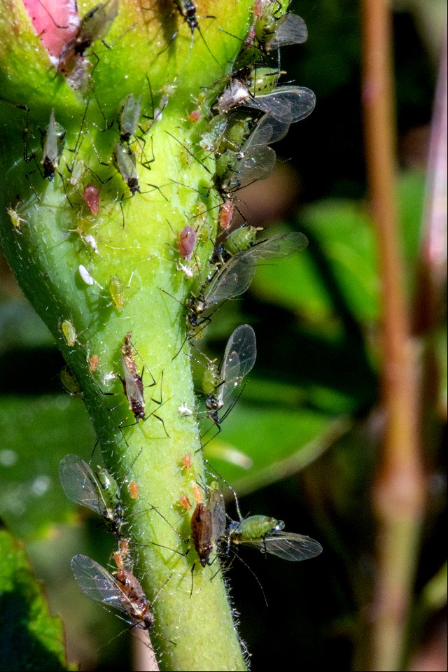 Macrosiphum rosae (Linnaeus, 1758)