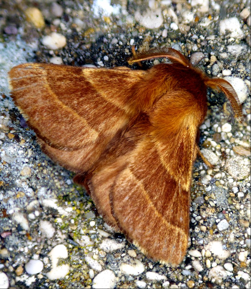 Malacosoma neustria Linnaeus, 1758