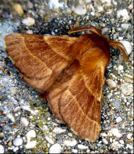 Malacosoma neustria Linnaeus, 1758 photo