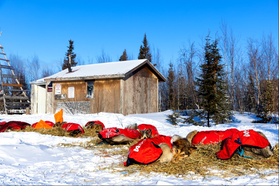 Kobuk 440 racers at Paniqsigvik shelter cabin.