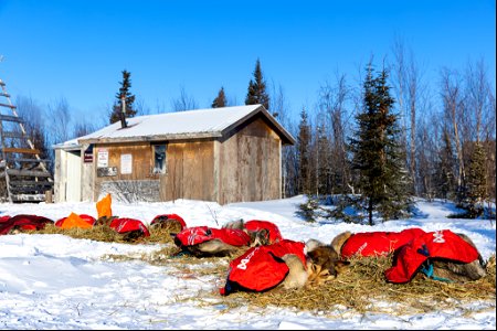 Kobuk 440 racers at Paniqsigvik shelter cabin.