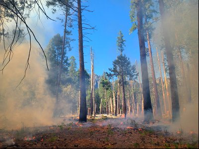 Yosemite Valley Prescribed Burn photo