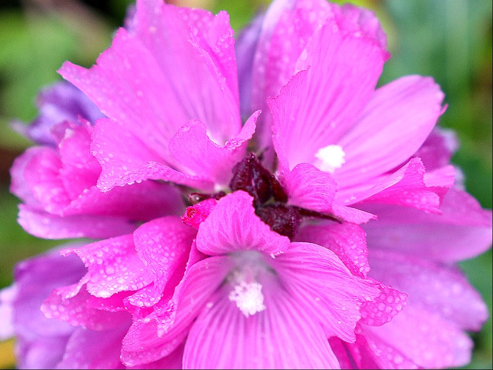 Sidalcea malviflora ssp. patula (Siskiyou checkerbloom) (07-02-2022) point st george, del norte co, ca -03
