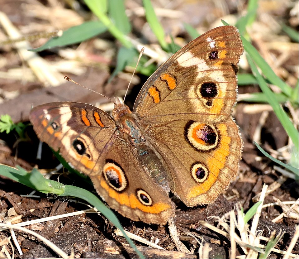BUCKEYE, COMMON (Junonia coenia) (01-18-2023) national butterfly center, hidalgo co, tx -01