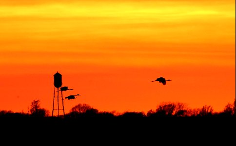 Sandhill Cranes at Sunset Huron Wetland Management District South Dakota