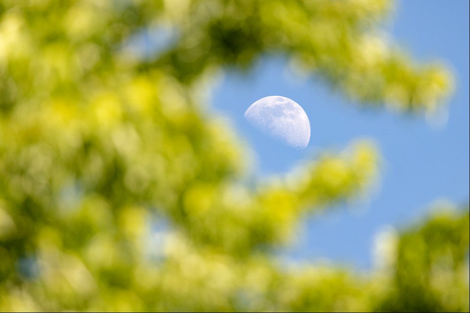 Waxing gibbous moon through the trees photo