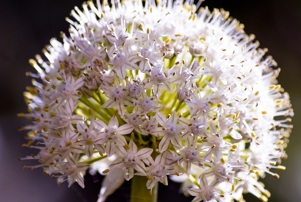 Onion nature vegetable