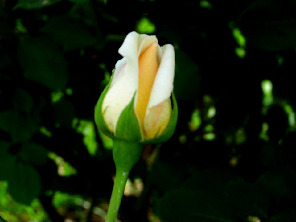 flori2008_0519_155638