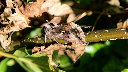 Autographa gamma (Gammaeule)