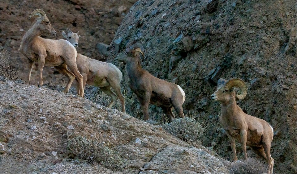 San Gorgonio Wilderness in Sand to Snow National Monument photo