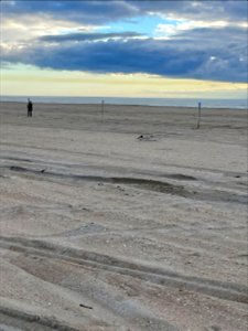 Cape Point American oystercatcher pair visiting pre-nesting closure south of Ramp 44 on March 15, 2022