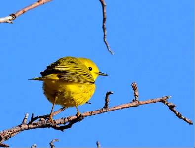 Yellow warbler on Seedskadee National Wildlife Refuge