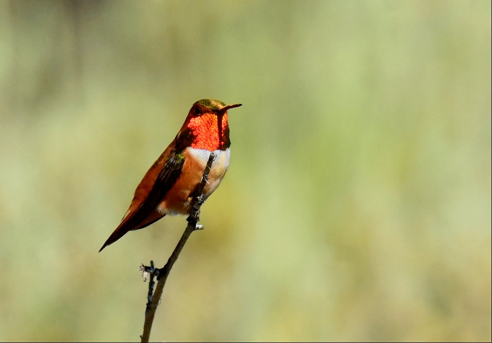 Rufous hummingbird at Seedskadee National Wildlife Refuge