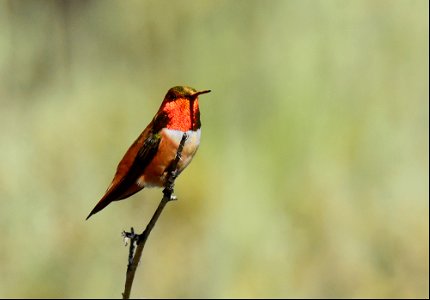 Rufous hummingbird at Seedskadee National Wildlife Refuge
