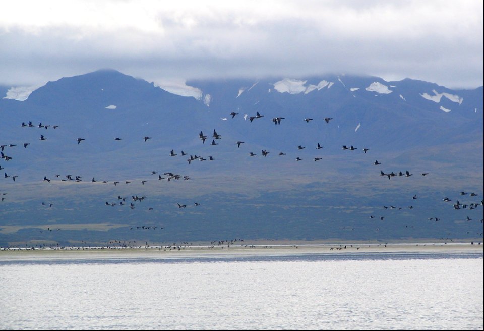 Brant at Izembek Lagoon