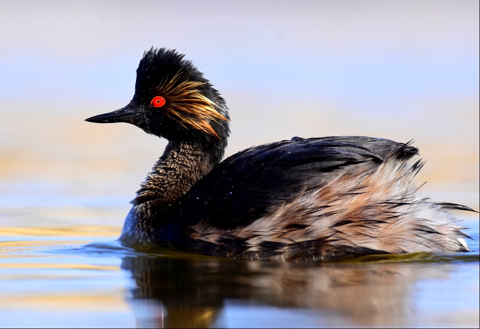 Eared grebe at Seedskadee National Wildlife Refuge