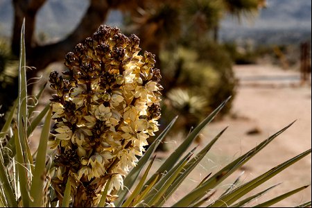 Mojave yucca bloom