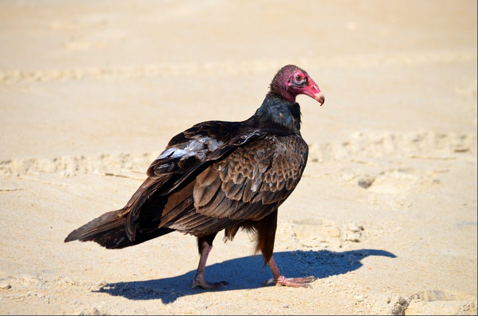 A turkey vulture on the beach north of Ramp 25; observed scavenging a nearby dead dolphin