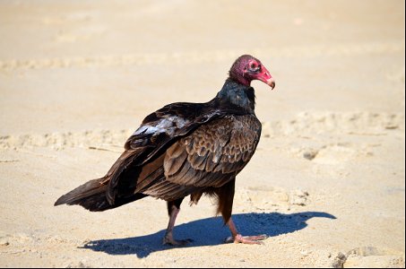 A turkey vulture on the beach north of Ramp 25; observed scavenging a nearby dead dolphin photo