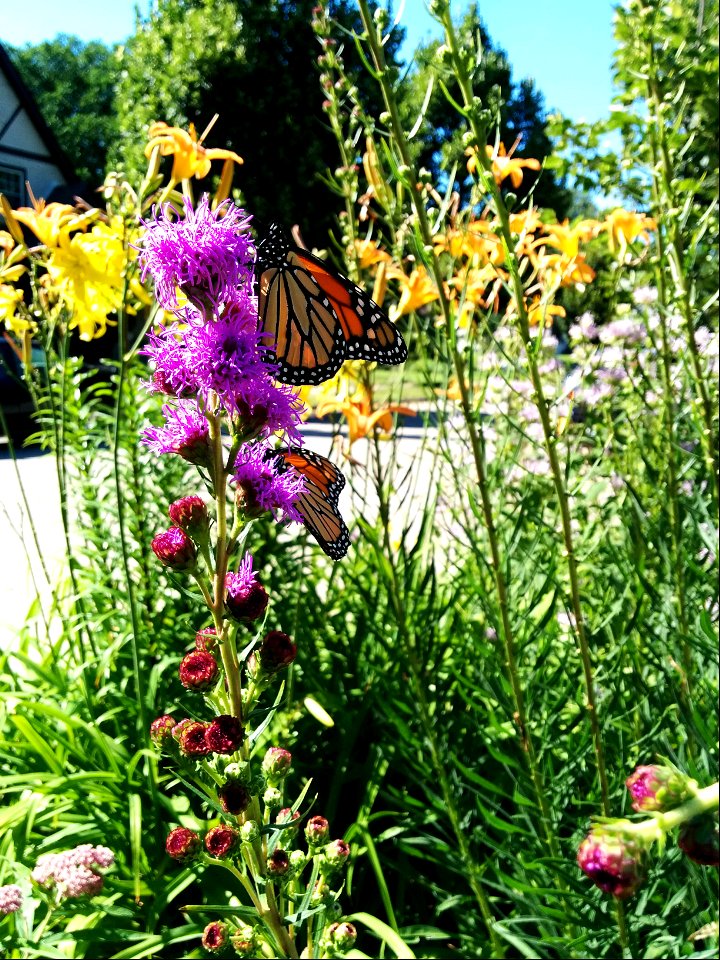 Urban Monarch Garden