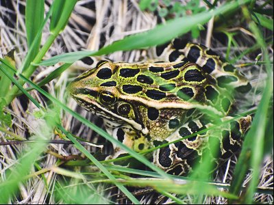 Leopard Frog Lake Andes Wetland Management District South Dakota photo